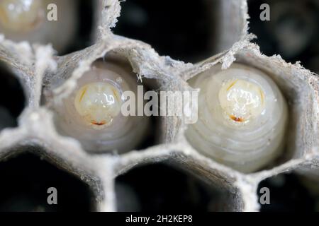 Celle esagonali con larve di comune wasp (Vespula vulgaris). Centro esposta di vespa's Nest con larve visble, nelle prime fasi di costruzione Foto Stock