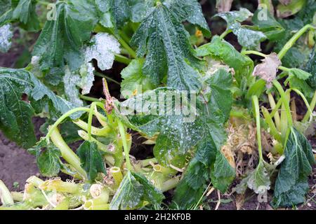 Forgi su foglia di zucchine, zucchine infette dalla malattia e danneggiate dal gelo. Foto Stock