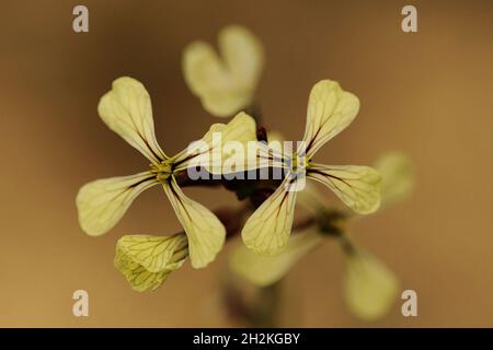 Fiori naturali e selvaggi - Eruca vesicaria. Foto Stock