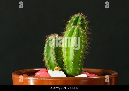 cactus verde cereo in vaso di argilla con alcune pietre sulla parte superiore del terreno Foto Stock