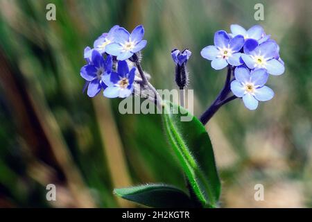 Fiori naturali e selvaggi - Myosotis o dimentica-me-non. Foto Stock