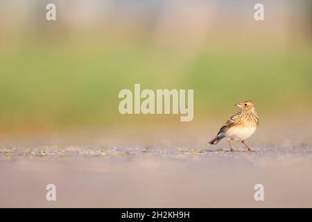 Lo skylark eurasiatico (Alauda arvensis) foraging a terra alla luce del mattino. Foto Stock