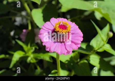 Fantastica zinnia rosa e gialla (Zinnia elegans) in un giardino a Ottawa, Ontario, Canada. Foto Stock