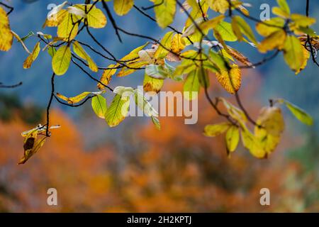 Cascara, Frangula purshiana, parte all'inizio dell'autunno a scala, Olympic National Park, Washington state, USA Foto Stock