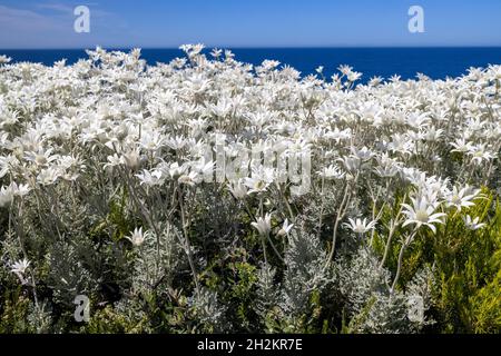 Piante di fiori di flanella australiana in fiore Foto Stock