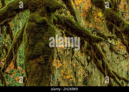 Cattail Moss e Methuselah's Beard Lichen ricoprono spesso rami di alberi a scala, Olympic National Park, Washington state, USA Foto Stock