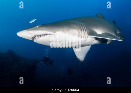 Squalo Nurse grigio (Carcharias taurus) a Cherubs Rock, Moreton Island, Queensland, Australia Foto Stock