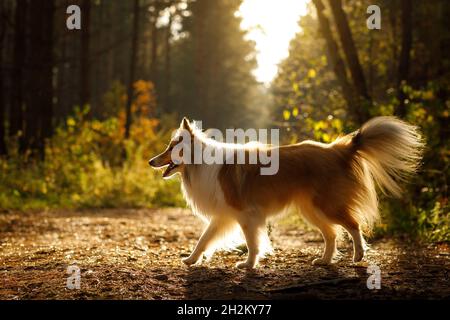 Cane nei boschi. Sheltie nella foresta in natura Foto Stock