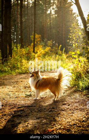 Cane nei boschi. Sheltie nella foresta in natura Foto Stock