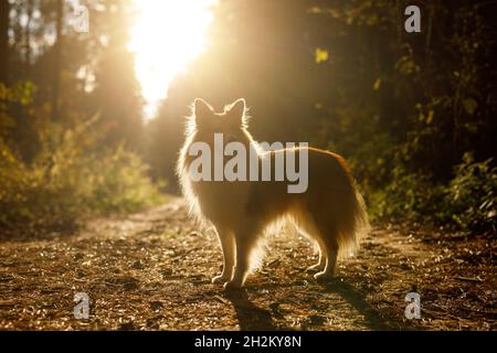 Cane nei boschi. Sheltie nella foresta in natura Foto Stock