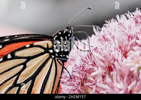 Macro di una farfalla monarca (Danaus plexippus) che si alimenta attraverso i suoi proboscis su Joe Pye-weed (Eutrochium purpurpurpureum). Spazio di copia. Foto Stock