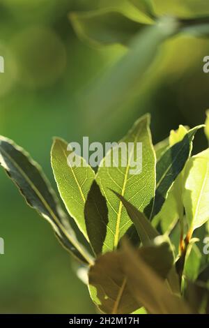 laurel lascia su una foglia verde background.Bay Foto Stock