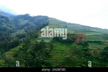 Orto sulle pendici del Monte Sumbing a Magelang, Indonesia. Foto Stock