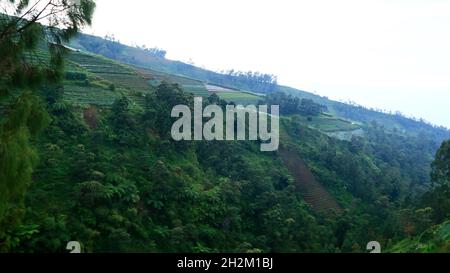 Orto sulle pendici del Monte Sumbing a Magelang, Indonesia. Foto Stock