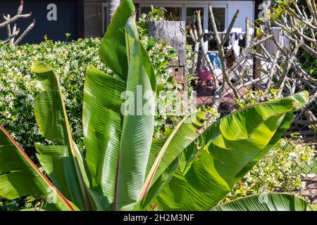 Banana palma e gelsomino cinese stella che cresce in un giorno di primavera in un giardino di Sydney, Australia Foto Stock