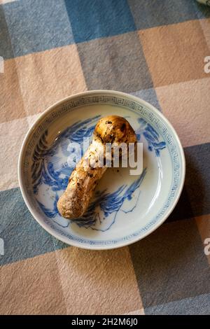 Funghi mattake crudi. Il Matsutake è un ingrediente di lusso della cucina giapponese. Foto Stock