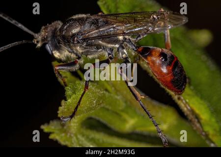 Wasp adulta a vita filata del genere Pionyx Foto Stock