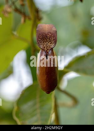 Pianta di Birthwort Fiore del genere Aristolochia con fuoco selettivo Foto Stock