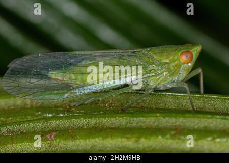 Adulto Green Planthopper insetto della superfamiglia Fulgoroidea Foto Stock