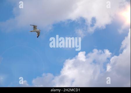 Seagull vola contro il cielo azzurro nuvoloso. Il bel gabbiano bianco vola contro il cielo blu, alzandosi sopra le nuvole in una giornata di sole. Foto di Foto Stock