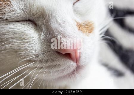 Muso dormiente di un gatto zenzero da vicino Foto Stock