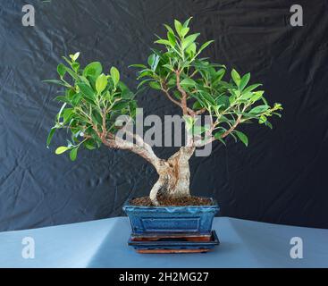 Ficus tigerbark bonsai (Ficus retusa) in terreno akadama Foto Stock