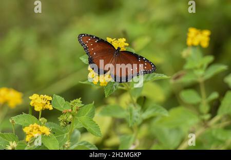 Primo piano della farfalla regina (Danaus Gilippus) che si nutrono di fiori di Lantana Foto Stock