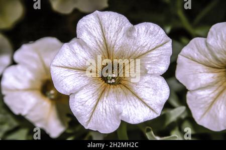 Grandi Petunias bianche . Vista dall'alto . Primo piano Foto Stock