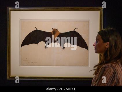 Sotheby’s, Londra, Regno Unito. 22 ottobre 2021. IN UN GIARDINO INDIANO: La collezione Carlton Rochell di Company School dipinti vendita anteprima. Un grande bat di frutta indiana o volata volante (Pteropus giganteus), dall'album di Impey, firmato da Bhawani Das, Company School, Calcutta, circa 1778-83. Stima: £300,000- 500,000. Credit: Malcolm Park/Alamy. Foto Stock