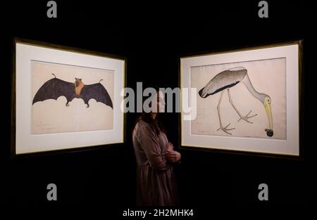 Sotheby’s, Londra, Regno Unito. 22 ottobre 2021. IN UN GIARDINO INDIANO: La collezione Carlton Rochell di Company School dipinti vendita anteprima. A sinistra: Un grande bat di frutta indiana o volata volante (Pteropus giganteus), dall'album Impey, firmato da Bhawani Das, Company School, Calcutta, circa 1778-83. Stima: £300,000- 500,000; destra: Una tempesta dipinta (Mycteria leucocephala) mangiare una lumaca, dall'album Impey, firmato da Shaykh Zayn al-DIN, Company School, Calcutta, datato 1781. Stima: £200,000-300,000. Credit: Malcolm Park/Alamy. Foto Stock