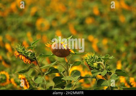 Un bellissimo campo di girasole in fiore a Limpopo, Sudafrica. Foto Stock