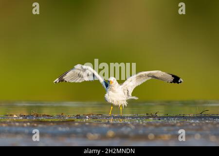 Caspian Gull (Larus cachinnans) in piedi in riva al mare con ali sparse in Bulgaria Foto Stock