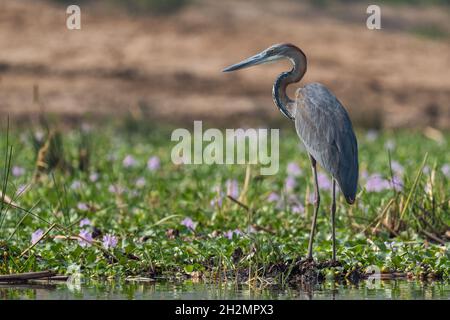 Goliath Heron - Ardea goliath, grande airone di colore bello da laghi e fiumi africani, Parco Nazionale della Regina Elisabetta, Uganda. Foto Stock