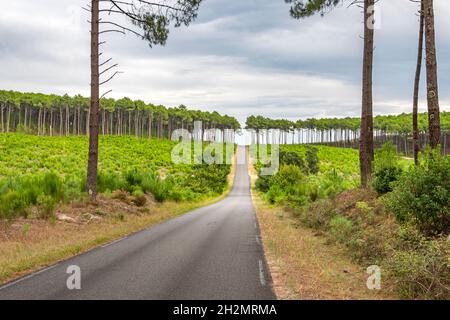 Così smetta di volare sabbie, Napoleone ha ordinato enormi foreste per essere piantato lungo la costa atlantica dell'Aquitania nelle Lande, con strade che tagliano attraverso Foto Stock