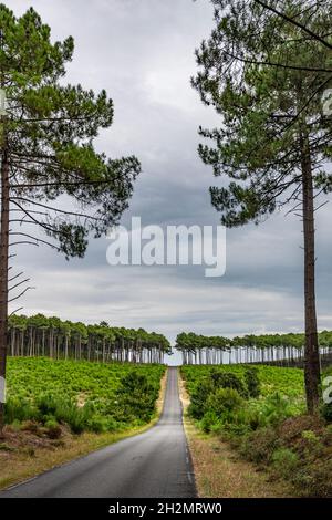 Così smetta di volare sabbie, Napoleone ha ordinato enormi foreste per essere piantato lungo la costa atlantica dell'Aquitania nelle Lande, con strade che tagliano attraverso Foto Stock