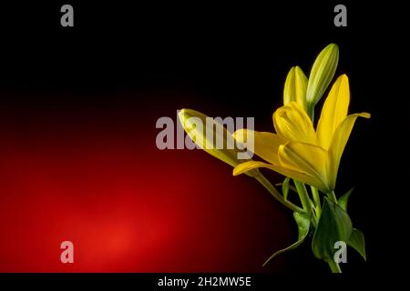 Bella fiore giallo lilly con germogli isolato su sfondo rosso scuro con luce spot Foto Stock