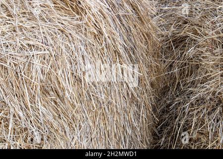 Trama di paglia secca, grande fieno impilato dopo la stagione di raccolto primo piano, sfondo naturale Foto Stock