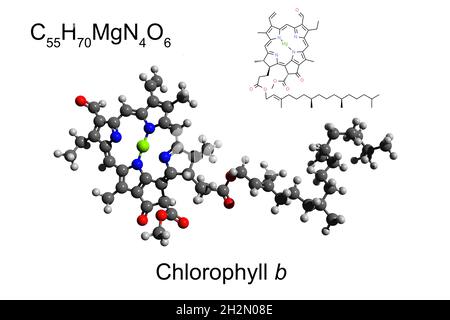 Formula chimica, formula scheletrica e modello 3D a sfera e bastone del pigmento clorofilla b, sfondo bianco Foto Stock