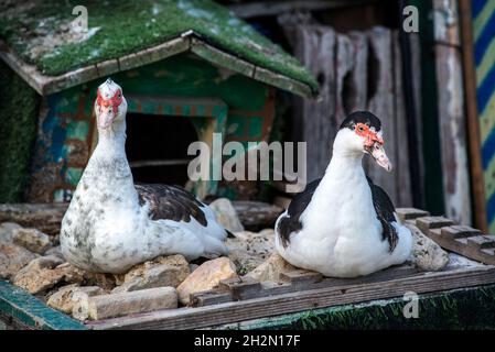 anatre che minano il nido Foto Stock