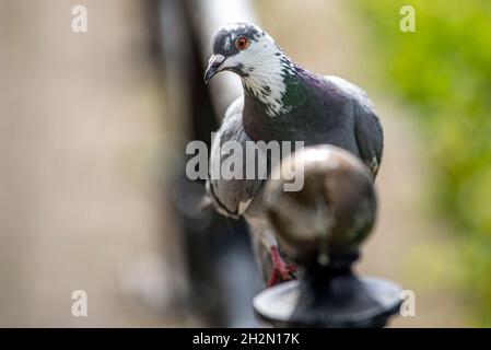 Pigeon con testa bianca che cammina sulla ferrovia Foto Stock