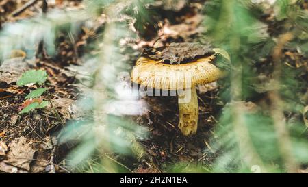 Foto atmosferica del fungo del boleto nella foresta, sfondo caduta, fuoco selettivo Foto Stock