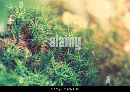 Torba Sphagnum Moss che cresce nella foresta, sfondo naturale Foto Stock