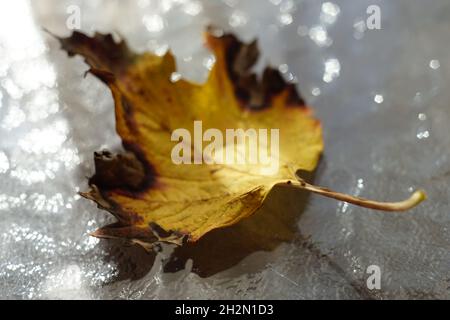 Foglia di biancospino giallo autunnale secca con estremità marroni su tavola di vetro soleggiato. Foto Stock