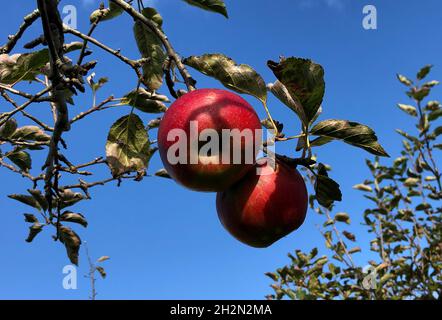 Haselau, Germania. 15 ottobre 2021. Le mele rosse mature appendono su un albero e brillano alla luce del sole contro un cielo blu. Credit: Daniel Bockwoldt/dpa/Alamy Live News Foto Stock