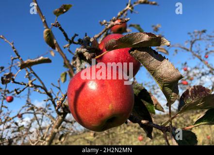 Haselau, Germania. 15 ottobre 2021. Le mele rosse mature appendono su un albero e brillano alla luce del sole contro un cielo blu. Credit: Daniel Bockwoldt/dpa/Alamy Live News Foto Stock