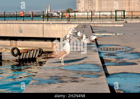 Alba a istanbul kadikoy riva con molti gabbiani su cemento porto. Foto Stock