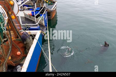 Le reti di pulizia dei pescatori anziani su un Trawler sono sorvegliate da un grypus di Halichoerus del sigillo grigio Foto Stock