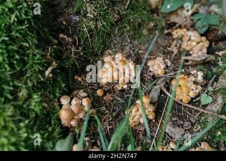 Funghi miele che crescono nella foresta Foto Stock