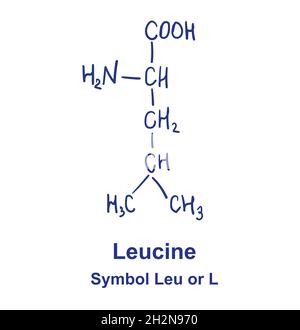 Struttura chimica della leucina. Illustrazione vettoriale disegnata a mano Illustrazione Vettoriale