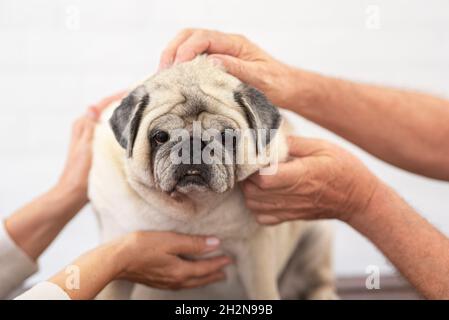 Coppia anziana che gioca con pug Foto Stock
